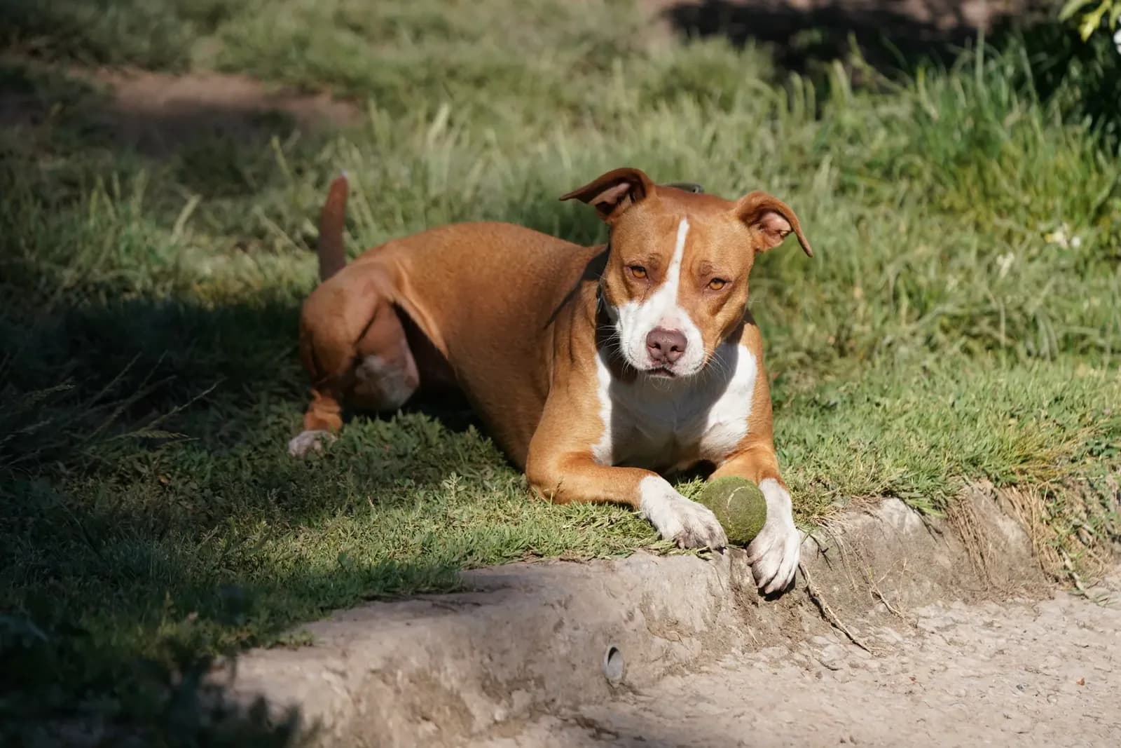 Pitbull Attack in Córdoba Leaves Elderly Woman Critical