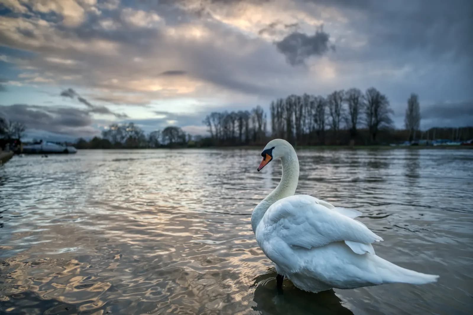 Toxic Algae Hits London's First Thames Bathing Spot