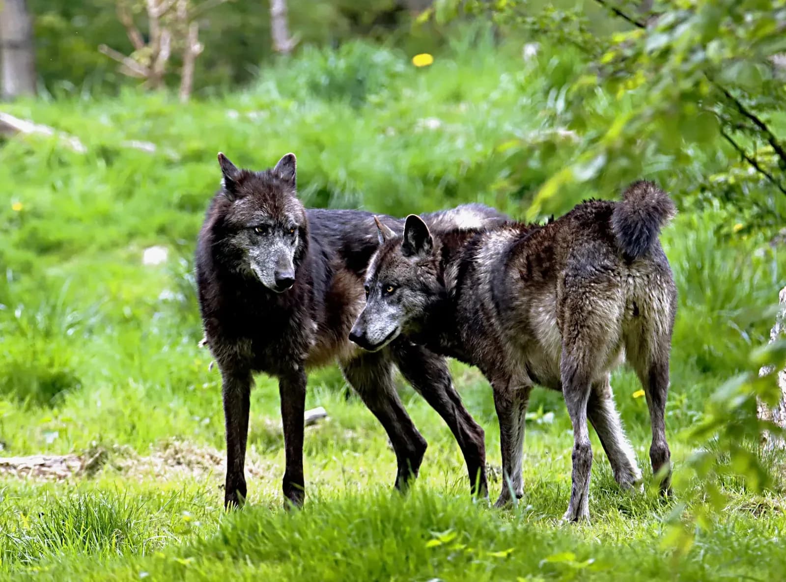 Wolves Training Cancelled After Arokodare Standoff