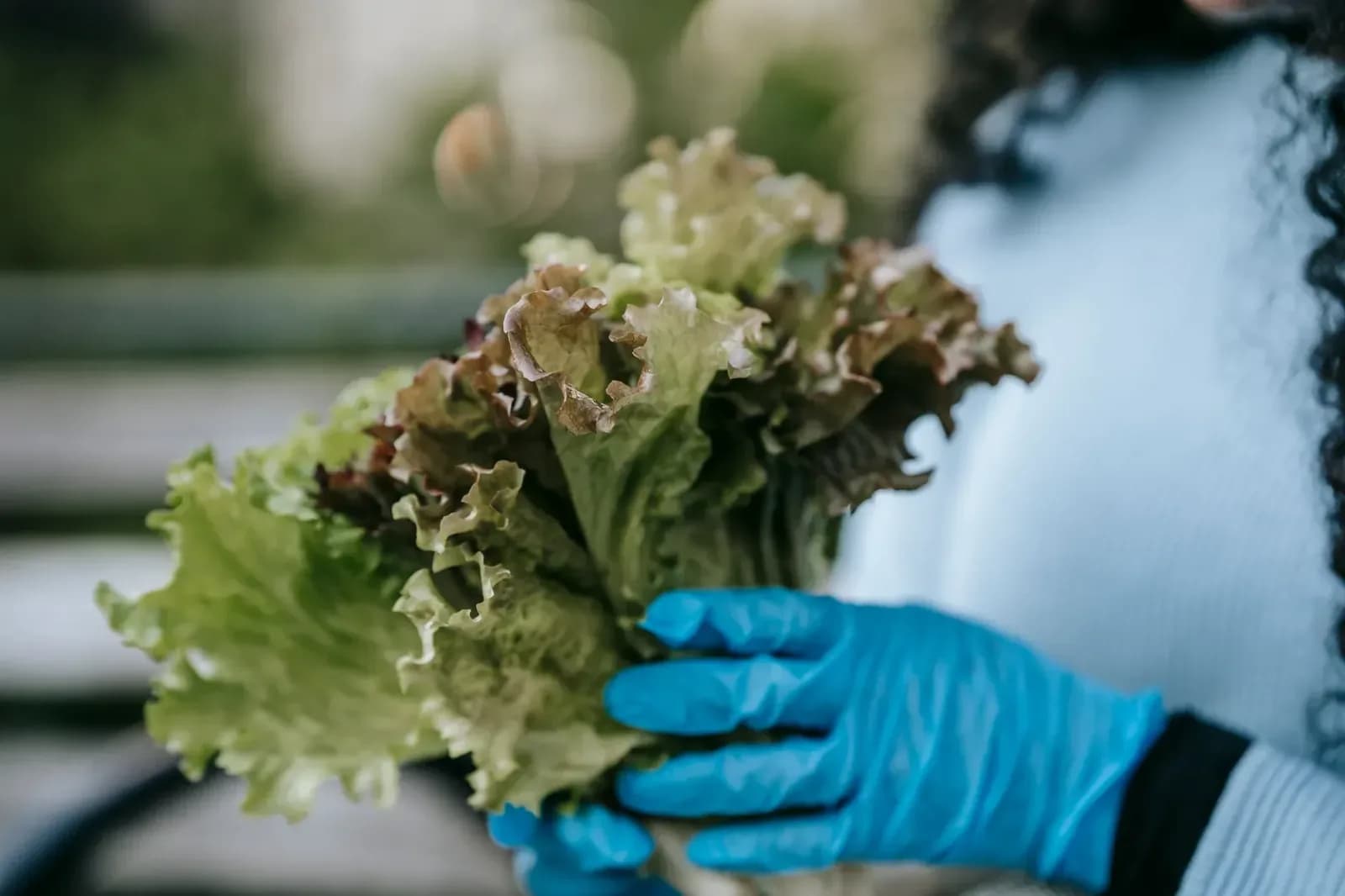 Cyclospora Outbreak Linked to Lettuce Expands to Nine States