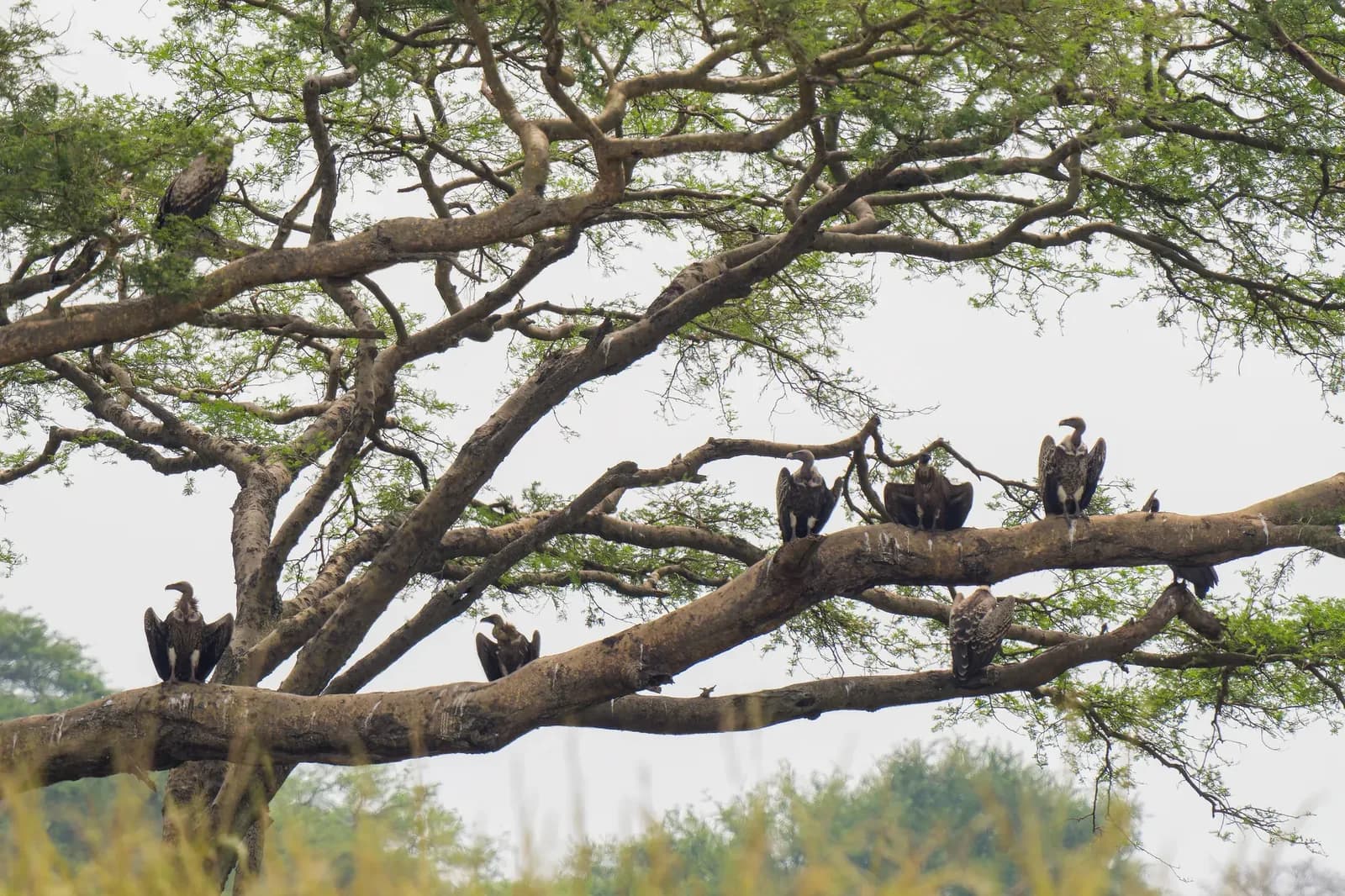 Nigeria's 'Vulture King' Fights to Save Sacred Birds