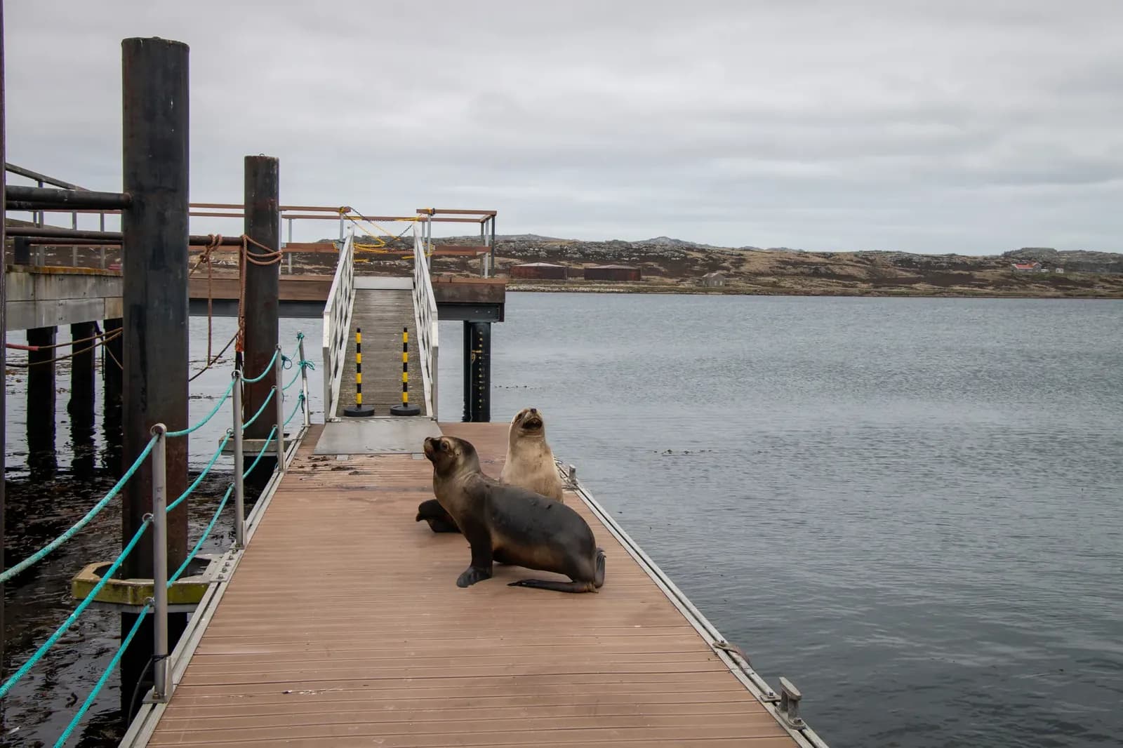 Sea Lion: la amenaza petrolera de Milei reaviva la tensión por Malvinas