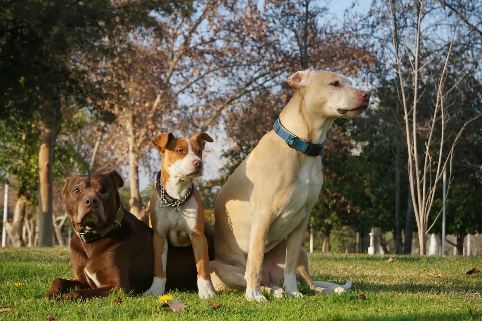 Un pitbull mató a una bebé de 4 meses en Buenos Aires