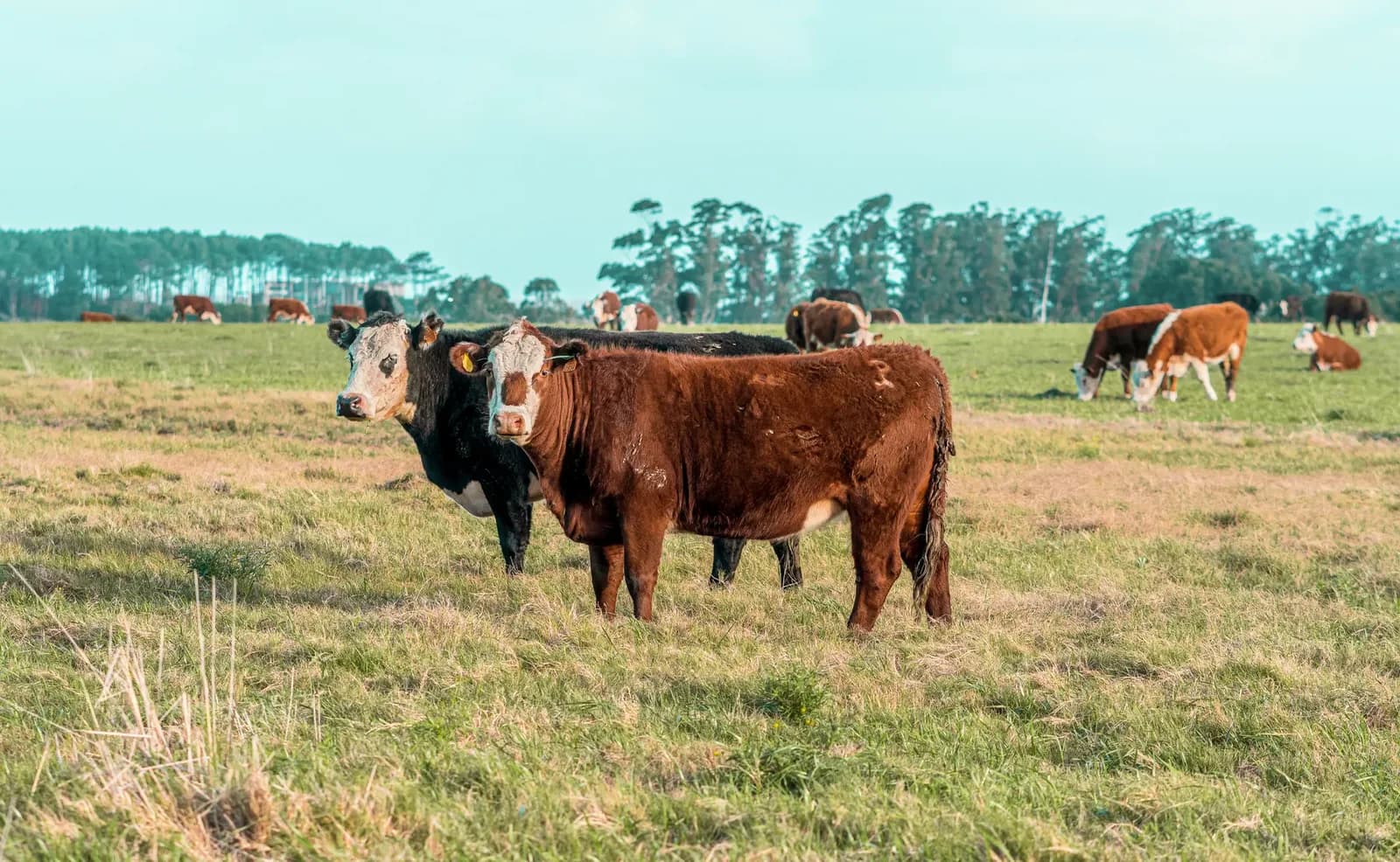 US meat quota excludes Argentina, favors Brazil
