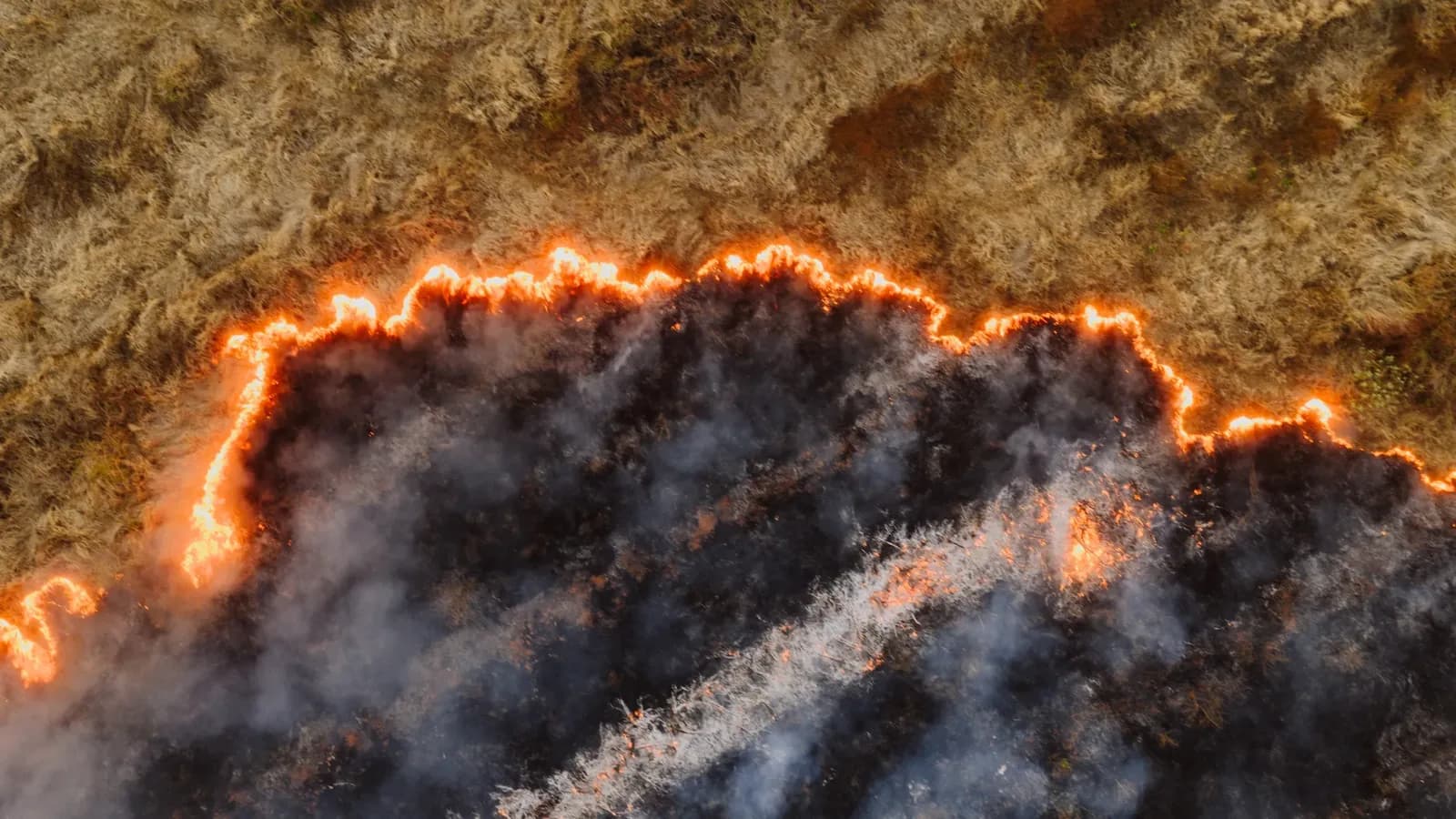 Europe's Scorched Landscapes Seen from Space