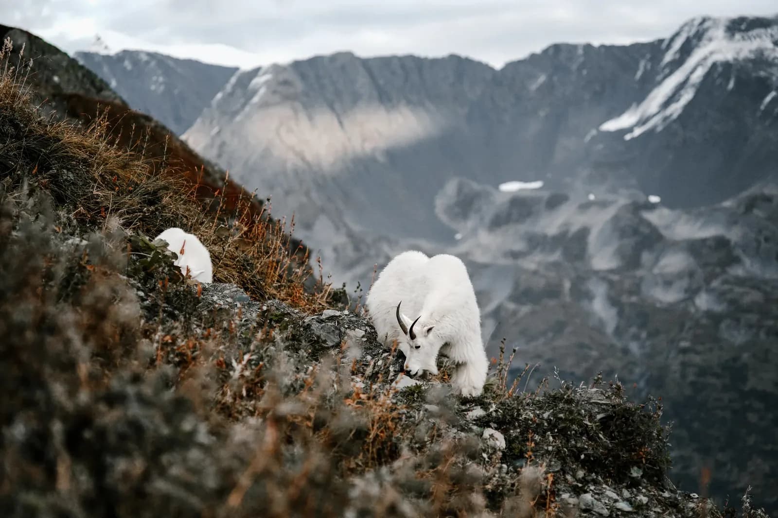 Brad Pitt Leads a Survival Saga in the Alaskan Wild