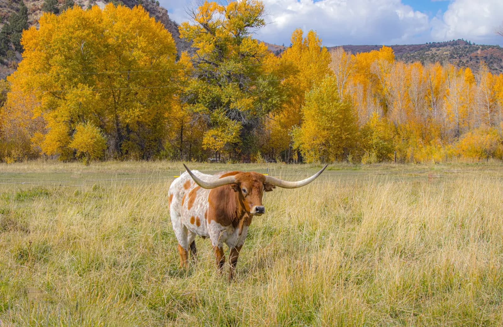 Taylor Sheridan Cancels '6666' Spin-Off, Citing Respect for Ranch