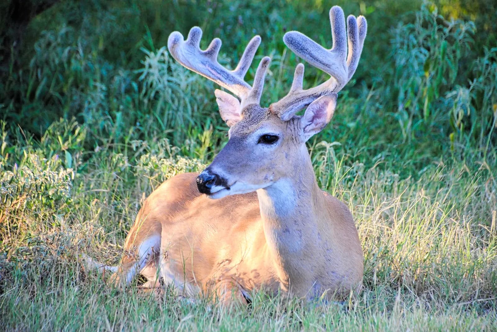 El gusano barrenador llega a la fauna silvestre de Texas