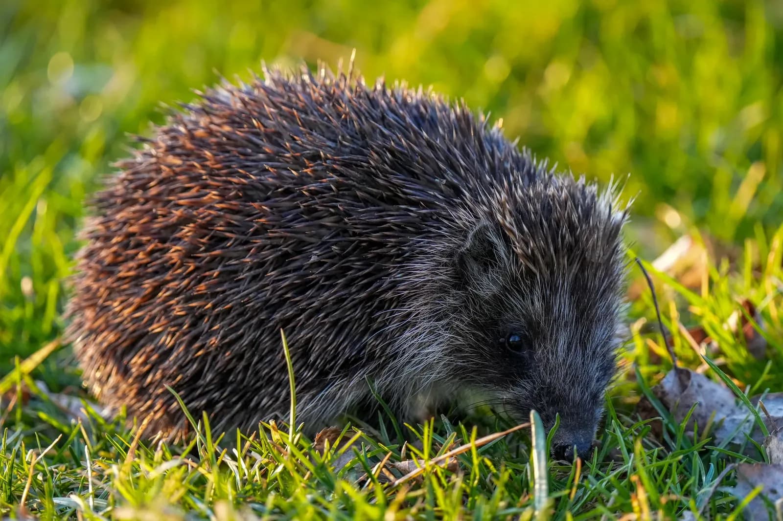 Hedgehog wins Bank of England note vote, Sussex rescuers cheer