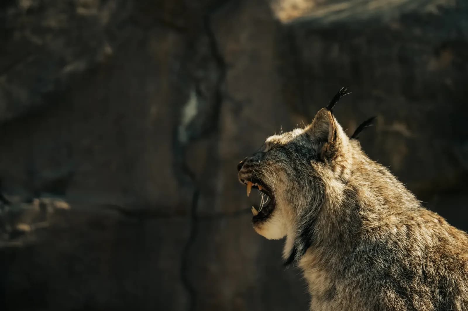 Fever mantiene vivas sus esperanzas de localía con victoria sobre Lynx